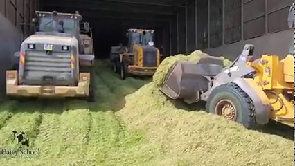 Located in northern Israel, the Sde Ilan feed center produces premium wheat silage for the surrounding farming community. Catering to a network of thirty farms, the center plays a crucial role in ensuring a consistent and nourishing feed supply for livestock. Wheat silage produced at the center provides farmers with optimal nutrition for their cows. #dairyfarmers #dairyfarms #dairyfarming #dairyfarm #dairycows | Israeli Dairy School