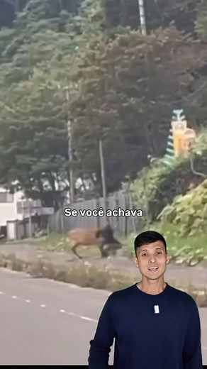 9.9K views · 167 reactions | URSO À SOLTA NO JAPÃO — A VERDADE QUE...