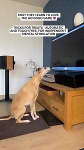 3.9K views · 58 reactions | How to help your dog conquer the fear of sounds - a program that teaches your dog to associate fireworks with treats. Next up Thunderstorms! … and when we are finished: All sounds that can be scary. #enrichment #soundtraining #GAMIFIED #fun #fordogs #doglovers | Go Dogo | Facebook