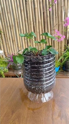 colorful pebbles are a must-have for flower lovers-they're so practical! Just a layer on the surface