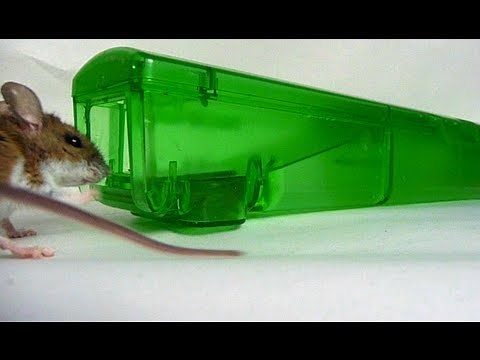 "Mice Device" Mouse Trap in Action - FULL REVIEW