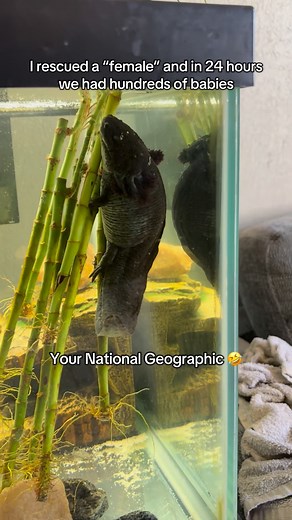 Tiffany Maillet on Instagram: "#axolotl #babies"