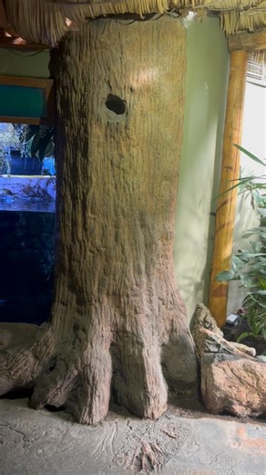 8.5K views · 68 reactions | A unique artificial tree aquarium design for Toronto Zoo! #fauxrock #artificialtree #aquarium #aquaticlife #custom #art #nature #design #habitat #zoobuild #zoodesign #rocktheming #theming #artist | Rockscapes | Facebook