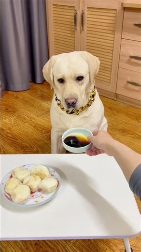 Doggo: I’m a foodie with high standards! #FunnyDogArrival #CutePet #Pet #Funny #Labrador #doglove...