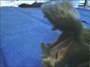 Animal Adventures' Studios Presents: Animal Face-Off: Hippo vs. Bull Shark