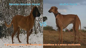 Exploring the Bavarian Mountain Hound and Mudhol Hound: A Comp...