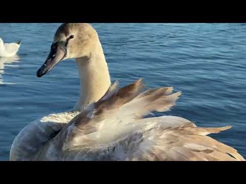 "Cygnet stands in the shallow Round Pond and preens on a sunny, cold morning 🦢☀️" ##wildlife #swan