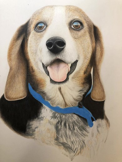 Colorful Beagle Drawing with Colored Pencils - Dooby Art Commission