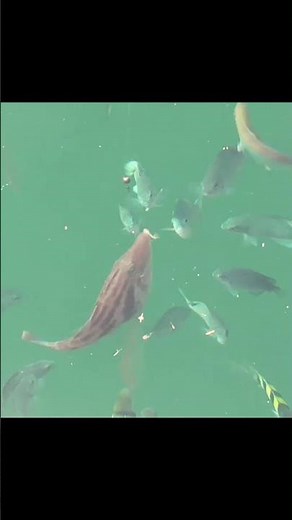 魚だらけの海でカワハギ釣り