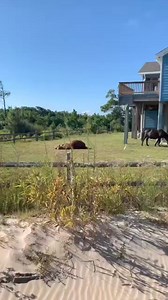 Answer: Puppies, kittens and horses scratchin' an itch. Question: What brings a universal "awwww" to a humvee full of guests? This sweet clip brought to you by the ever fabulous tour guide extraordinaire, Tree. Give us a call to book your tour today! | Wild Horse Adventure Tours