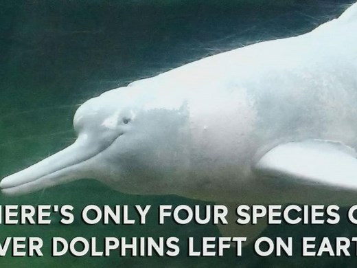 Scientists Uncover Dolphin Fossils That May Provide Hints to Ancient Sea Level Rise