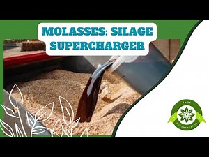Unlocking the Benefits in small scale silage making: How Molasses Enhances Silage Making