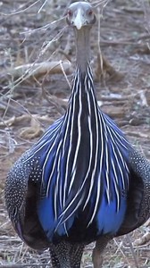 1.8M views · 37K reactions | Most Beautiful Bird Vulturine Guineafowl. #birds #vulturineguineafowl #vulturine #birdlife #birdslover #viralpage #wildlife #wildbirds #wildlifeplanet #viralreels #naturelovers #facts #nature #hindifacts #species #trendingreels #birdsfacts #knowanytime | Know Anytime | Facebook