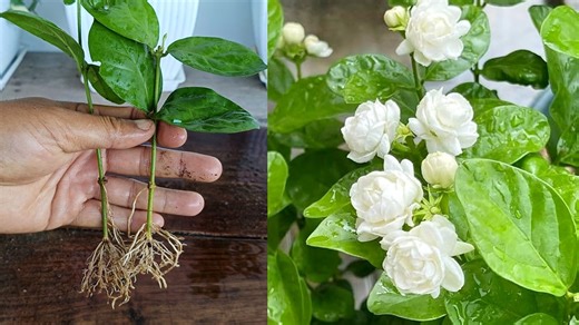 20K views · 94 reactions | How to propagate Jasmine plant from cuttings #jasmineplant #gardening #garden #plants #facebookpost #facebookviral | Gardening Ideas | Facebook