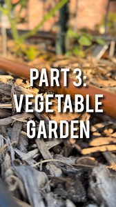 Part 3: Vegetable Garden Irrigation Lines It’s been more than 3 years I haven’t had proper irrigation for these beds. This was mostly due to construction and renovations in the yard. With most of the renovations finished I can finally establish the irrigation I so badly needed instead of watering them by hand like I did for the past 3 seasons. #garden #gardening #vegetables #diy #irrigation ion | Urrbangarden