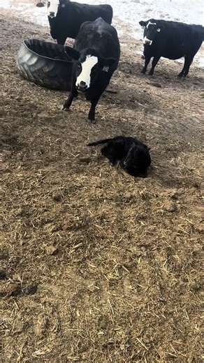 You can only eat 8 Cheetos at one time #fyp #fyp #farming | cheetos