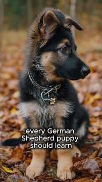 Teaching German Shepherd Puppy Commands | German Shepherd Puppy Must Know Commands for Beginners.