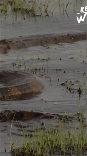 419K views · 8.2K reactions | The anaconda reigns supreme in the Amazon's rivers, a patient and ruthless hunter. Submerged for up to 10 minutes, they silently stalk fish, turtles, and caiman. With razor-sharp teeth and a powerful body, they suffocate their prey. Only humans pose a significant threat. #Anaconda #Amazon #Jungle #Predator #Snake #Wildlife #Nature From: Wild Ones 3 S1 Ep1 | Real Wild | Facebook