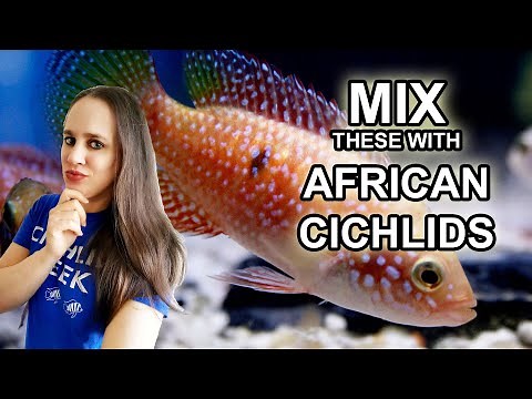 Fish to Mix with African Cichlids & Fish to Avoid!