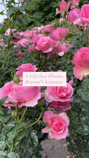 4.1K reactions · 108 shares | Why give a gift that lasts a day, …when you can give one that blooms for years? Give a potted rose this Christmas!  Estate Rose shipping ends December 10! Send a loved one a landscape-ready Estate Rose bush for Christmas and get their spring garden off to a gorgeous start. 40% off all Estate Roses Ship now for Christmas or Choose spring delivery Shop now and secure a beautiful bloom-filled spring. | Grace Rose Farm | Facebook