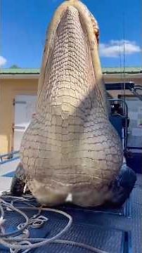 Some animals don't look that big but in reality they are huge. #facts #animals