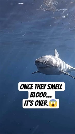 Shark swarms attack without mercy 🦈#shorts