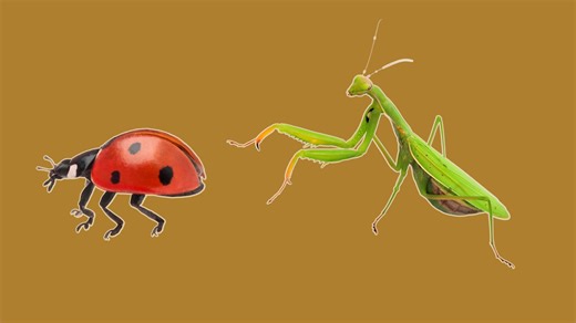 You'll want to keep these garden-friendly insects around all season long - The Weather Network