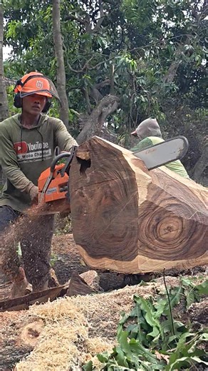 Super sharp chainsaw chain | Suprapto