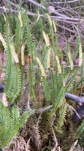Lycopodium annotinum, known as interrupted club-moss or stiff clubmoss🌱