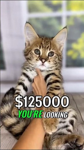 The $125,000 Cat: Why The Ashera Is Basically a Ferrari With Fur