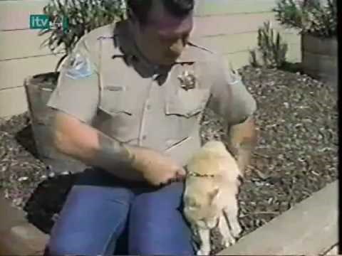 World's Wildest Cat - Pinky