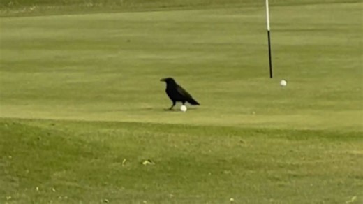 Clever crow steals golf ball just as it lands close to the pin