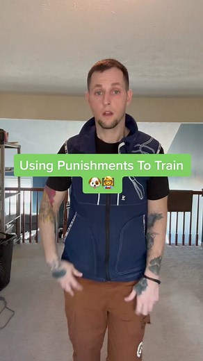 How to Properly Discipline a Dog for Bad Behaviors