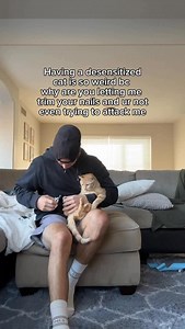 32K views · 6K reactions | I really got so lucky with her #cats | Elliethetabby | Facebook