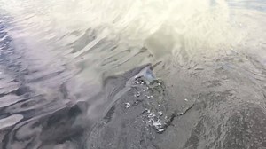 Public Shark Report: NSW - SYDNEY - ALEXANDRA CANAL (MASCOT). 14:11, 11 Feb 17, Sighting from shore, Video of shark sighting this morning in Alexandra Canals. "Spotted Alexandra Canals Mascot, heading back towards main channel of Cooks River after sighting." Footage: Simon Dilosa | Dorsal Shark Reports - Australia