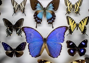 Butterfly Collecting Sounds Fussy and Old-Fashioned. But It’s Still Critically Important.
