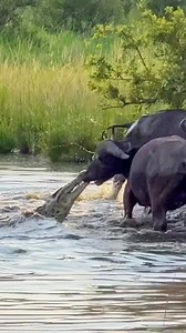 1.3M views · 18K reactions | Buffalo Drags Huge Croc Out of the Water by Its Nose A very ambitious Nile crocodile takes its chances with a fully grown buffalo as they battle it out. Who will the victor be? | Latest Sightings - Kruger | Facebook