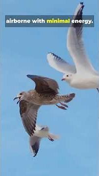 Did You Know the Albatross Can Fly for YEARS Without Landing? #birds #albatros #wildlife #nature