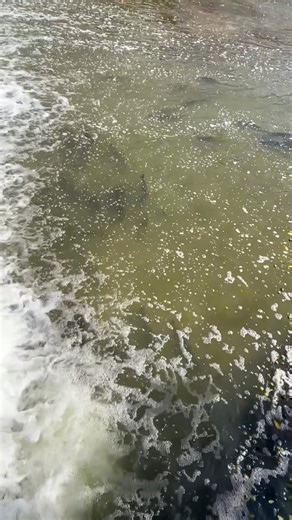 Salmon migration on the Humber River #salmon #humberriver #toronto #fish #fishing | Pump Knows Fishing