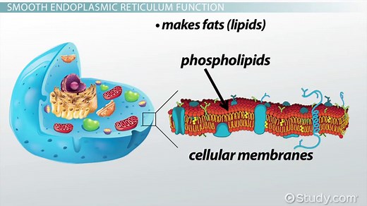 Smooth Endoplasmic Reticulum: Definition, Functions & Structure