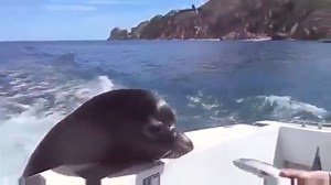 6.7K views · 159 reactions | Best. Day. Ever. | Awesome Animals | Facebook