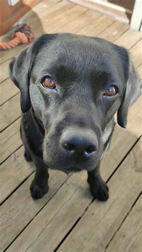 Cute Black Lab #dog #labrador