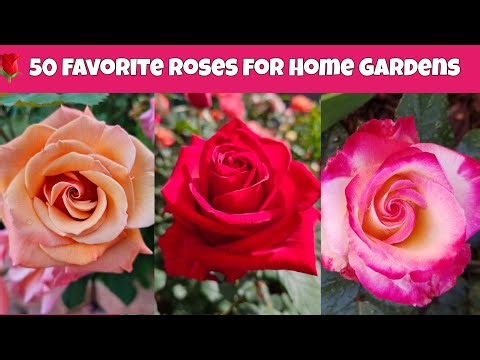 🌹 50 Favorite Roses for Home Gardens