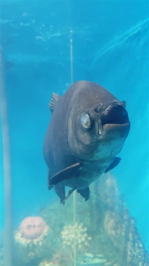 মানুষ খেকো মাছ পিরানহা #bdexplore #nature