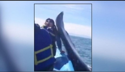 Whale Strikes Woman in the Face