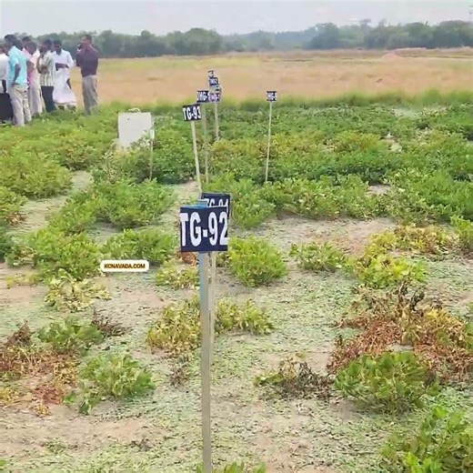 ಎಲ್ಲಾ ಒಟ್ಟಾಗಿ, ಒಂದಾಗಿ Ground Nut ಬಗ್ಗೆ ತಿಳಿಸಿ ಕೊಟ್ಟರು; Various Depts of Agriculture, Karnataka Govt