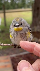 My mom rescued this little bird and helped revive it after it hit a window. It eventually flew away after resting for awhile. So cute! 🛟 | Be Like Francis