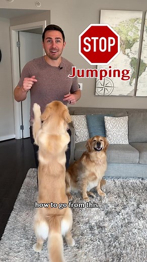 Golden Retriever Training Tips: Prevent Jumping Behavior