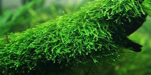 BUY 2 GET 1 FREE Java Moss (vesicularia Dubyana)-easy Live Aquarium Pond Aquatic Plant - Etsy