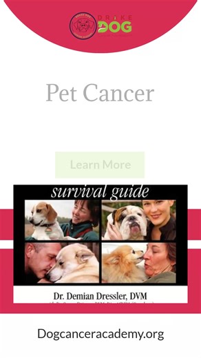 Understanding pet cancer empowers guardians to advocate for their furry friends’ health. 🐾❤️ Learn about diagnosis, treatment options, and support strategies. Knowledge is key! . . https://www.dogcancerfoundation.org/products/the-dog-cancer-survival-guide #DrakeDogCancerFoundation #DogCancerSupport #CanineCancerAwareness #HolisticHealingForDogs #DogHealthJourney #RescueDogWellness #DogParents #NaturalDogHealth #DogsOfInstagram #PetCancerAwareness #DrakeDogCancerFoundation #DogCancerSupport #Can
